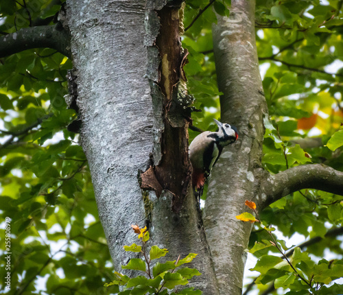 great spotted woodpecker on tree © Cordula
