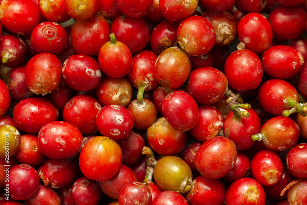 Recently picked Coffee beans mature - coffeea arabica Recently picked Coffee beans mature - coffeea arabica