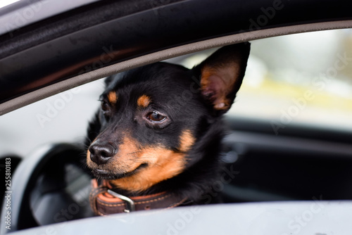 Little black dog looks out the open window from the car. © AntiD