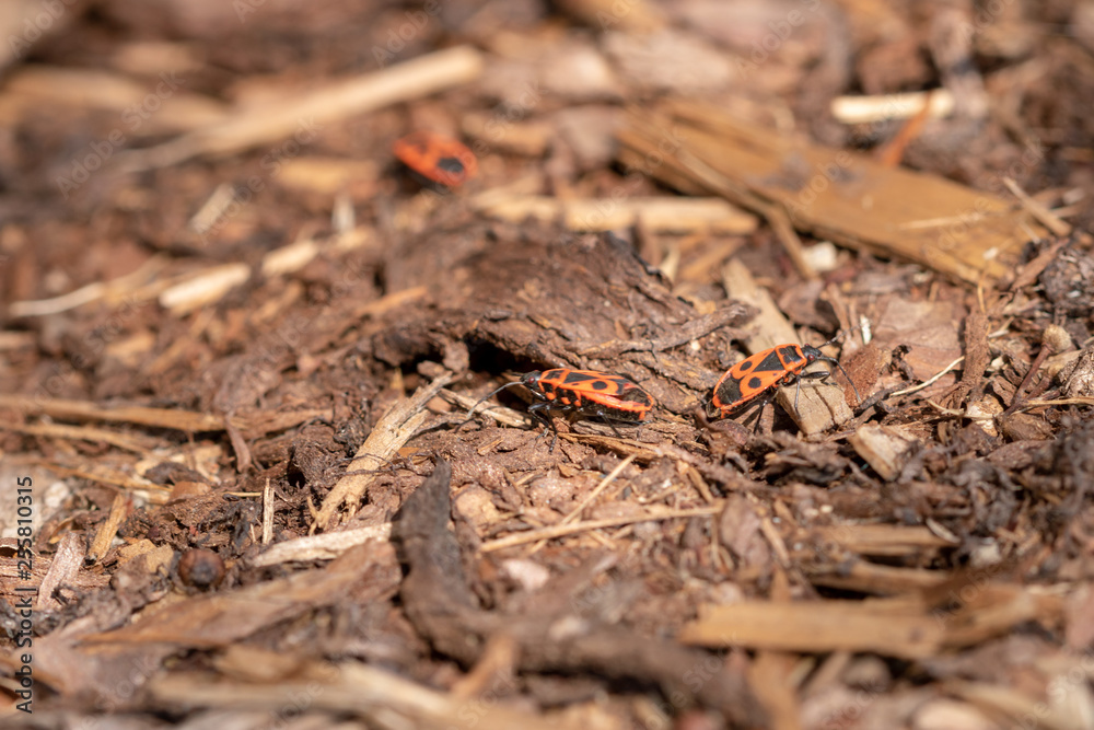 Firebugs close up or macro, Pyrrhocoris apterus