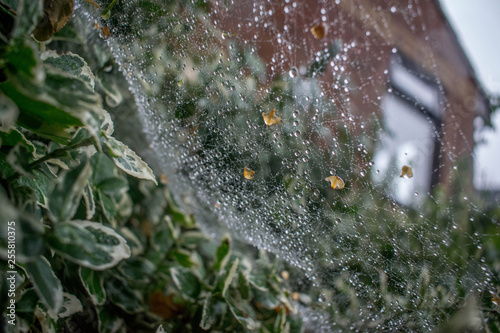 water drops on spider web