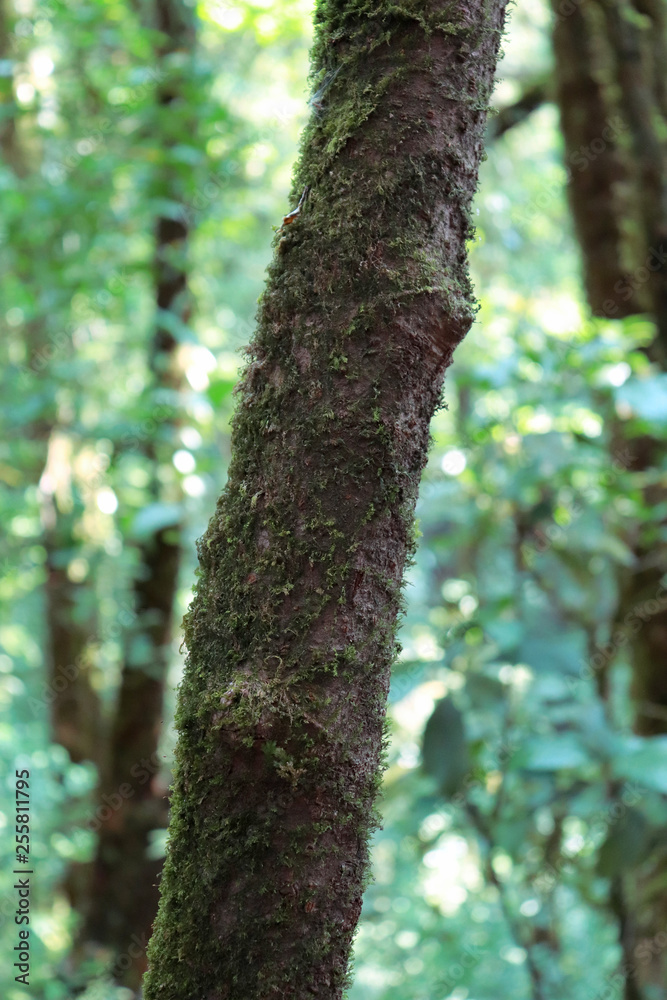 Tree and forests image background.