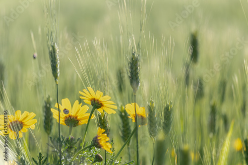Fototapeta Naklejka Na Ścianę i Meble -  Yellow flowers on a field