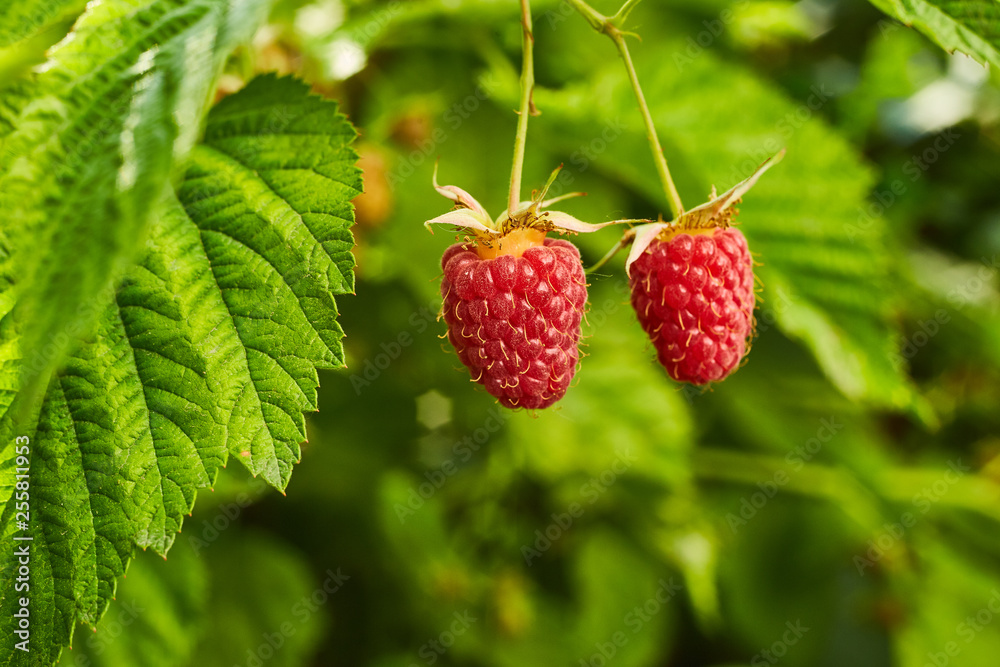 Close-up of ripe organic raspberry hanging on a branch in the fruit garden Close-up of ripe organic raspberry hanging on a branch in the fruit garden