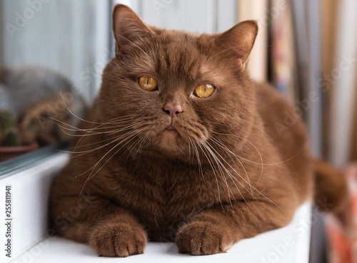 Portrait of British short hair brown cat, The cat is sitting on the windowsill. closeup of the big round face of cinnamon british cat.