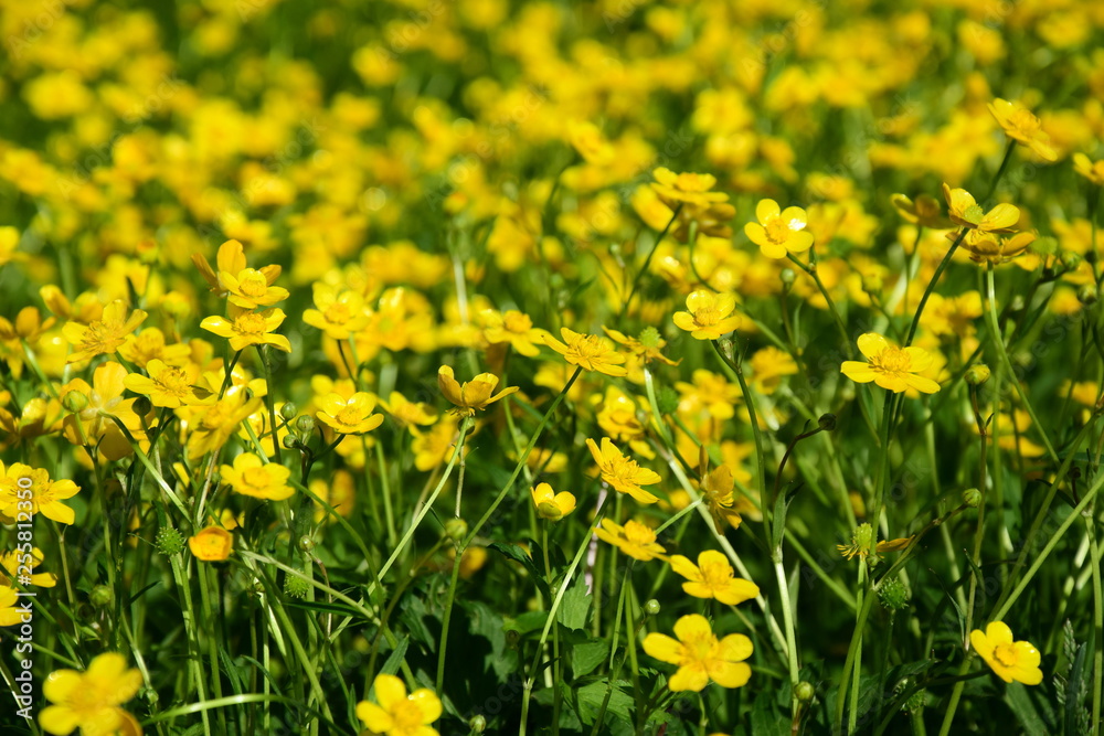 Obraz premium Butterblumen - Blumenwiese