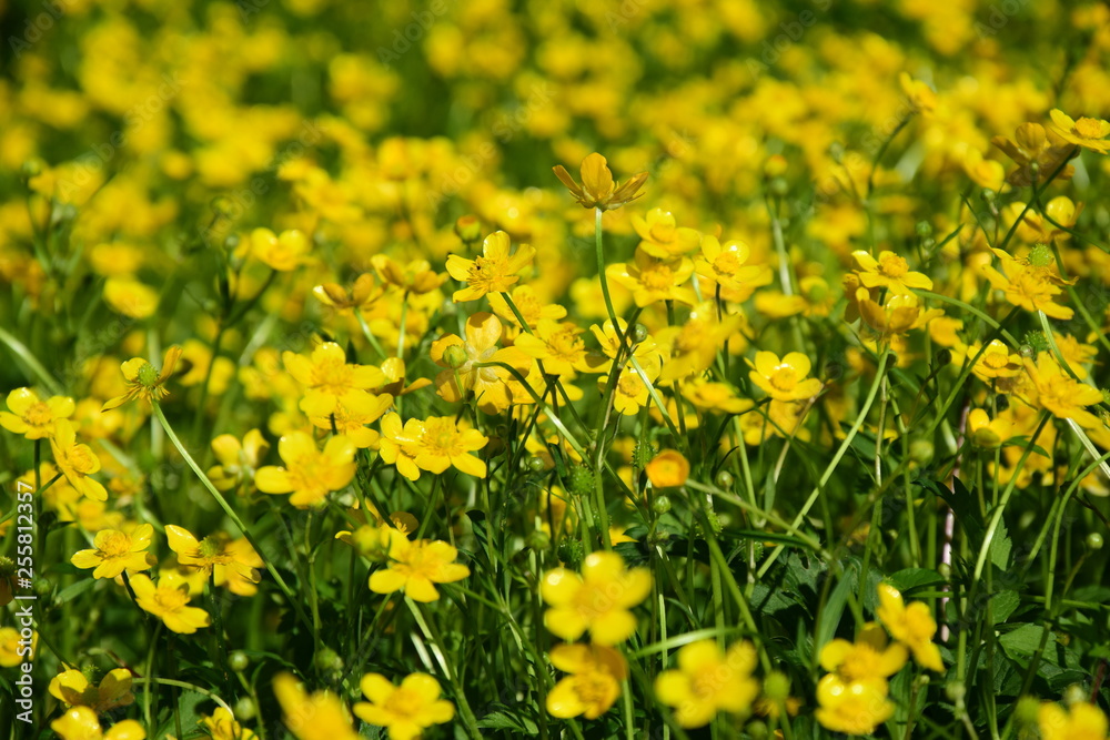 Fototapeta premium Butterblumen - Blumenwiese