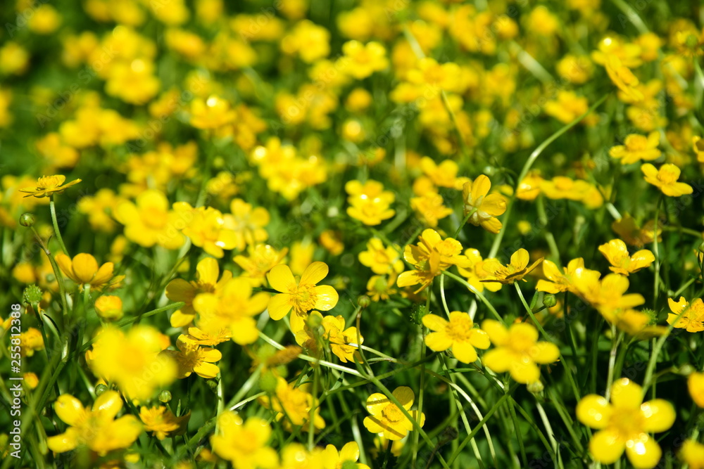 Butterblumen auf einer Blumenwiese Butterblumen auf einer Blumenwiese