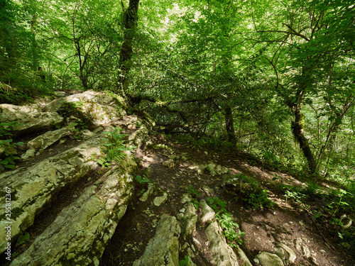 Hiking path in a dense green forest