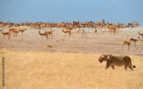 Lioness, Panthera leo, walking in dry savanna against herds of springbok antelopes of Etosha national park. Typical african animals scene. Lioness in hot day. Wildlife photography in Namibia.