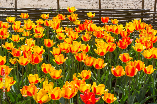 Tulips of the Andre Citroen  species. photo