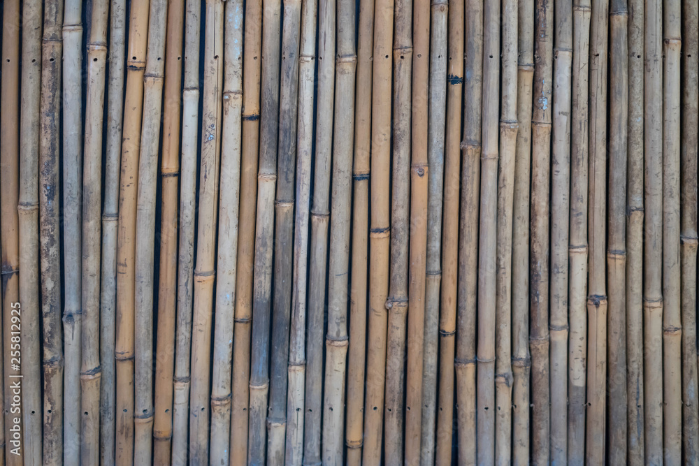 bamboo bamboo