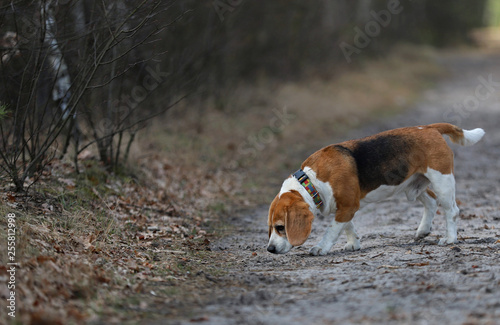Fototapeta Naklejka Na Ścianę i Meble -  dog in the park,beagle