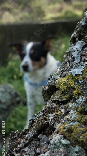 Dog and Branch