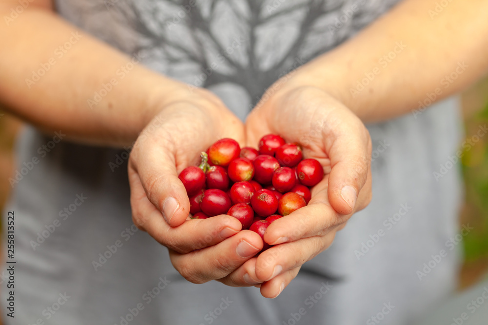 Hands holding recently picked Coffee beans mature - coffeea arabica Hands holding recently picked Coffee beans mature - coffeea arabica