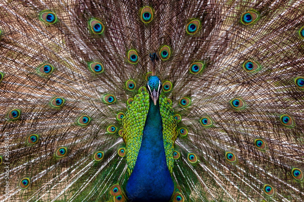 Obraz premium peacock with feathers out