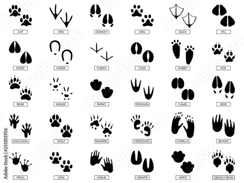 Animals footprints. Animal feet silhouette, frog footprint and pets foots silhouettes prints vector illustration set