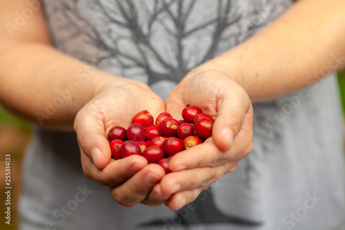 Hands holding recently picked Coffee beans mature - coffeea arabica © tacio philip
