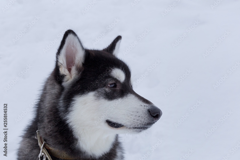 Cute siberian husky on a background of white snow. Close up. Pet animals.