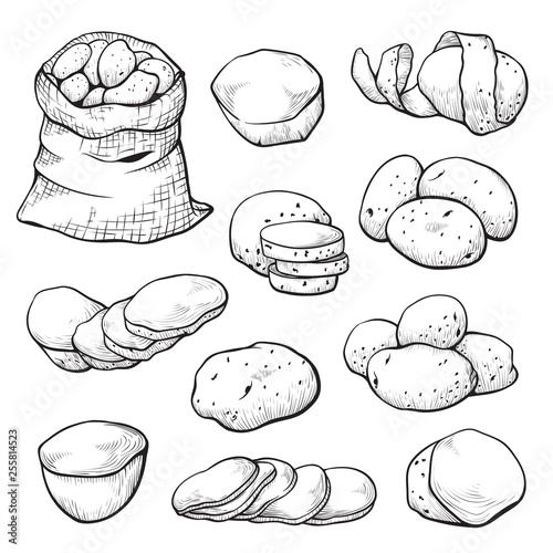 Potato sketch set, agriculture and nature image