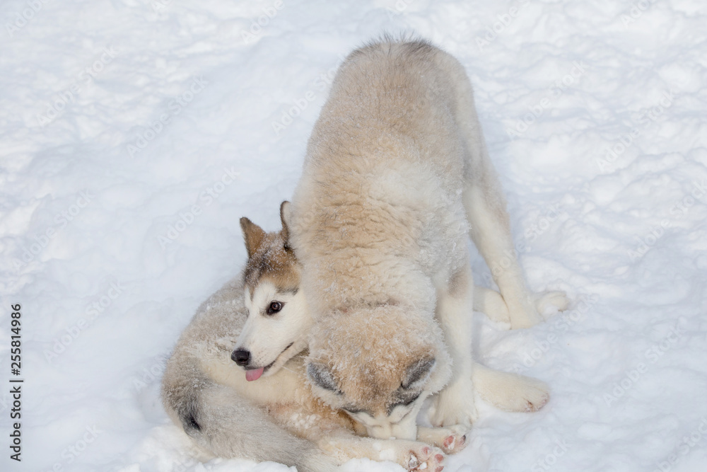 Two cute siberian husky puppies are playing on the white snow. Pet animals.