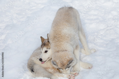 Two cute siberian husky puppies are playing on the white snow. Pet animals. photo