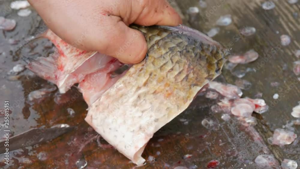A man a fisherman cuts a fish of a lively big fish just caught into pieces. Cleaning freshwater fish for further cooking A man a fisherman cuts a fish of a lively big fish just caught into pieces. Cleaning freshwater fish for further cooking