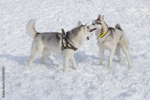 Two siberian husky are playing on a white snow. Pet animals. photo