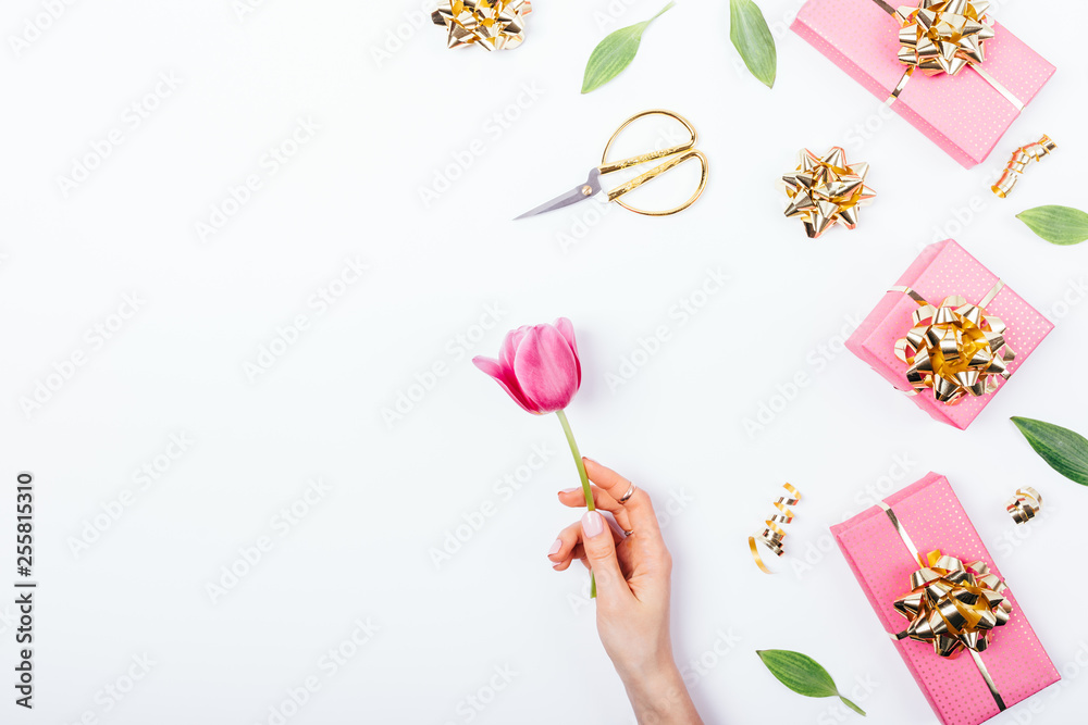 Obraz premium Festive flat lay arrangement woman's hand holding blooming tulip flower