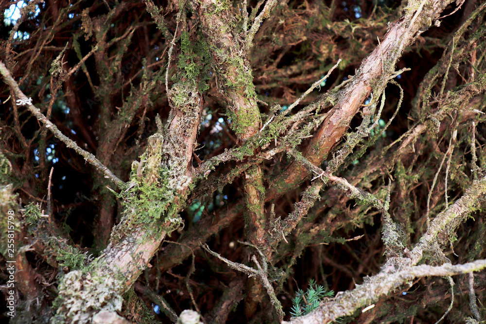 Tree bark texture background. - Image a tree of Thailand. Tree bark texture background. - Image a tree of Thailand.
