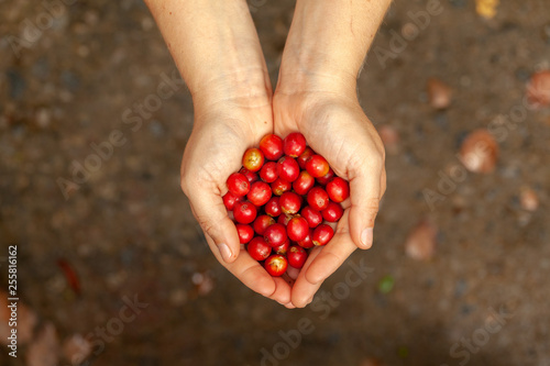 Hands holding recently picked Coffee beans mature - coffeea arabica