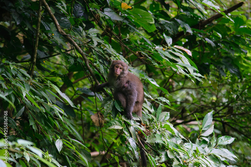 Taiwan Monkey (Formosan macaques) In Kaohsiung city