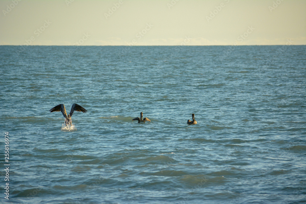 Fototapeta premium Pelicans in the Gulf of Mexico off the coast of Manasota Key, Florida