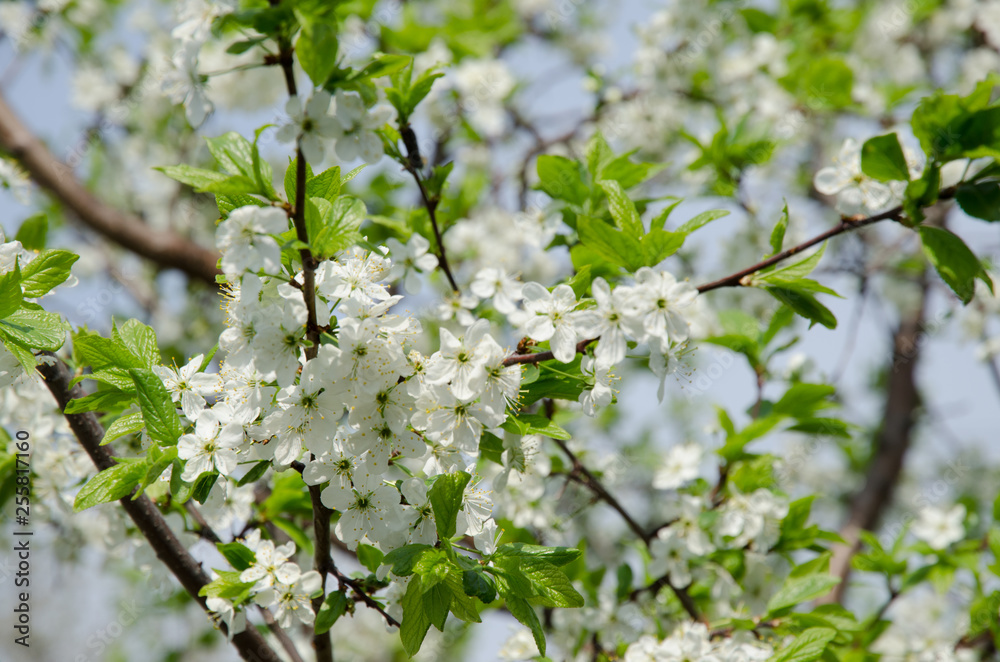Spring flower Spring flower