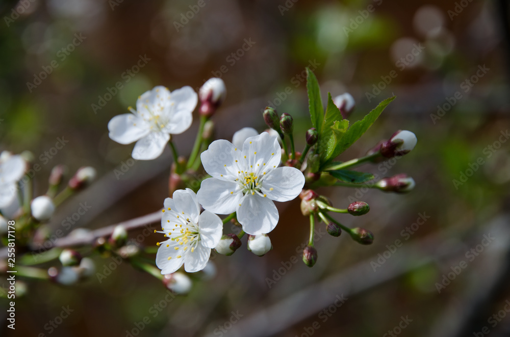 Spring flower Spring flower