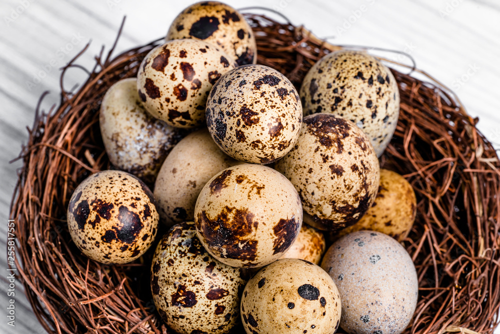 Many organic fragility quail eggs with brown spots in the nest of twigs. Healthy food for diet. Close-up Many organic fragility quail eggs with brown spots in the nest of twigs. Healthy food for diet. Close-up