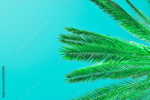 palm leaves on colored background