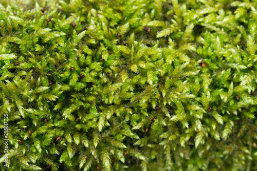 green moss macro background