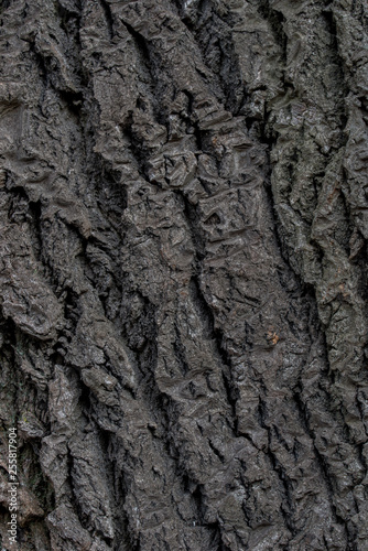 poplar bark tree texture background