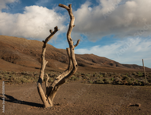Dead tree on the desert on the trail to Cofete beach, Fuerteventura, Jandia natural park. High hills in the background. 