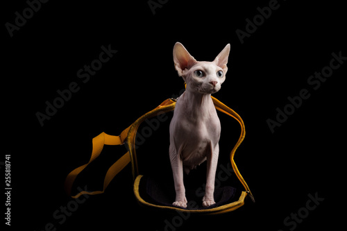 cat sphinx on a black background. studio photo.