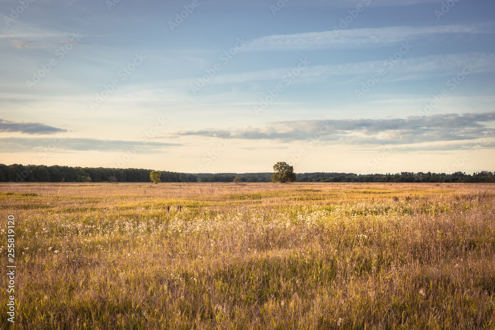 Rural summer countryside scenery landscape during sunset at golden summer field with ears and forest trees on horizon and clear sky