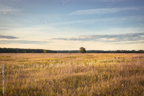 Rural summer countryside scenery landscape during sunset at golden summer field with ears and forest trees on horizon and clear sky