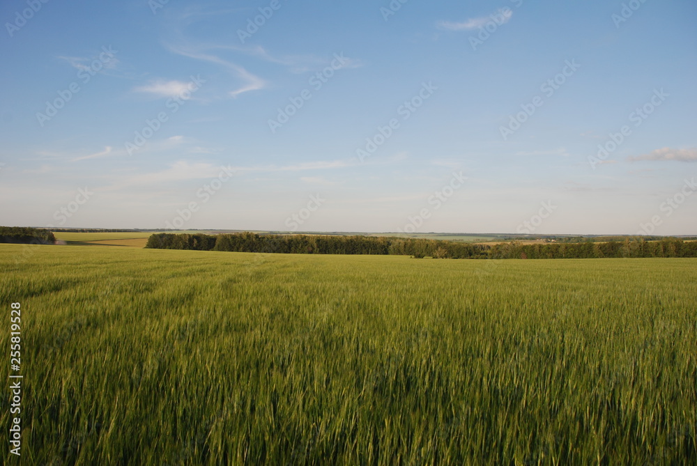 green wheat field and blue sky