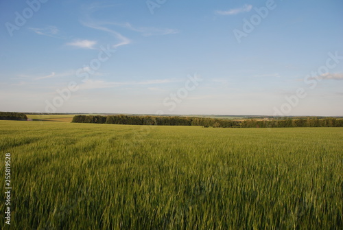 green wheat field and blue sky