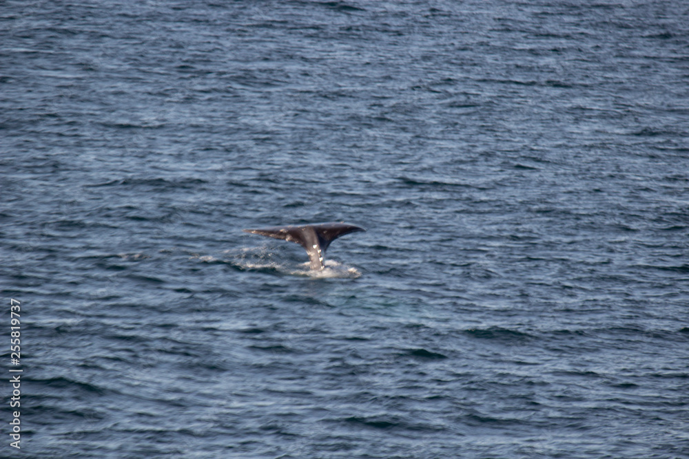 Fototapeta premium San Diego and the desert