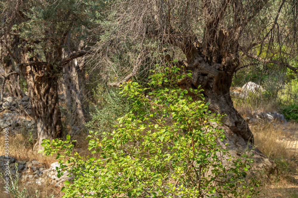 Ancient centuries-old olive trees in Samos Island, Greece Ancient centuries-old olive trees in Samos Island, Greece