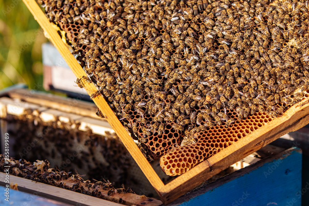 Close up of honey bees (Apis mellifica) clustered on a wooden frame, showing open wax comb full and glistening with nectar. Close up of honey bees (Apis mellifica) clustered on a wooden frame, showing open wax comb full and glistening with nectar.