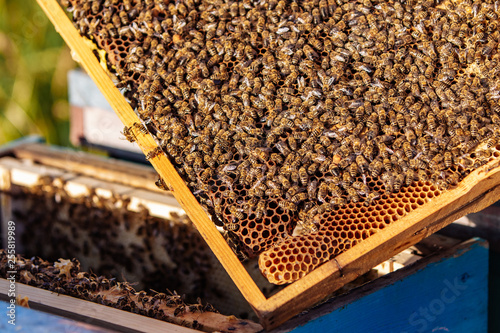 Close up of honey bees (Apis mellifica) clustered on a wooden frame, showing open wax comb full and glistening with nectar. photo