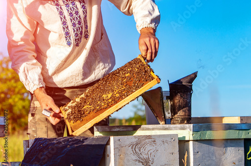 Beekeeper working in his apiary. Frames of a bee hive. Apiculture